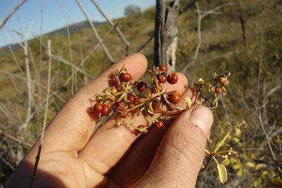Rubia cordifolia, photographed by Aleksei Baushev