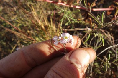 Dontostemon integrifolius, photographed by Aleksei Baushev