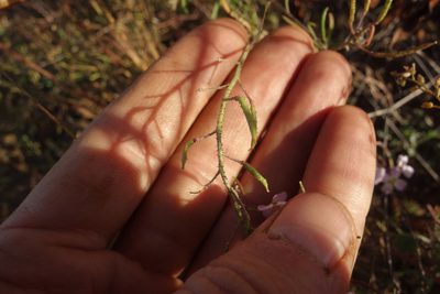 Dontostemon integrifolius, photographed by Aleksei Baushev