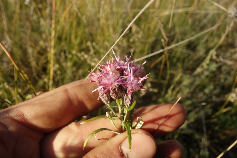 Saussurea salicifolia, photographed by Aleksei Baushev
