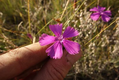 Dianthus chinensis, photographed by Aleksei Baushev