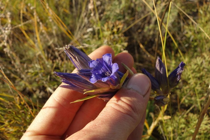 Gentiana decumbens, photographed by Aleksei Baushev