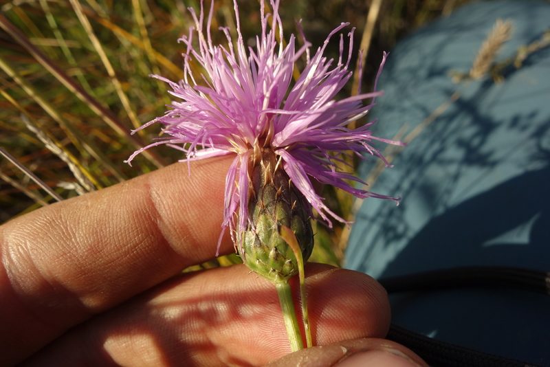 Klasea centauroides, photographed by Aleksei Baushev