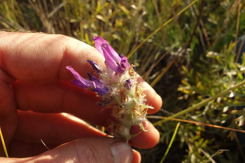Oxytropis turczaninovii, photographed by Aleksei Baushev