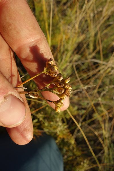 Filifolium sibiricum, photographed by Aleksei Baushev