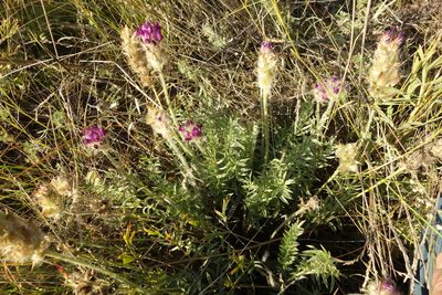 Oxytropis turczaninovii, photographed by Aleksei Baushev
