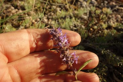 Nepeta multifida, photographed by Aleksei Baushev