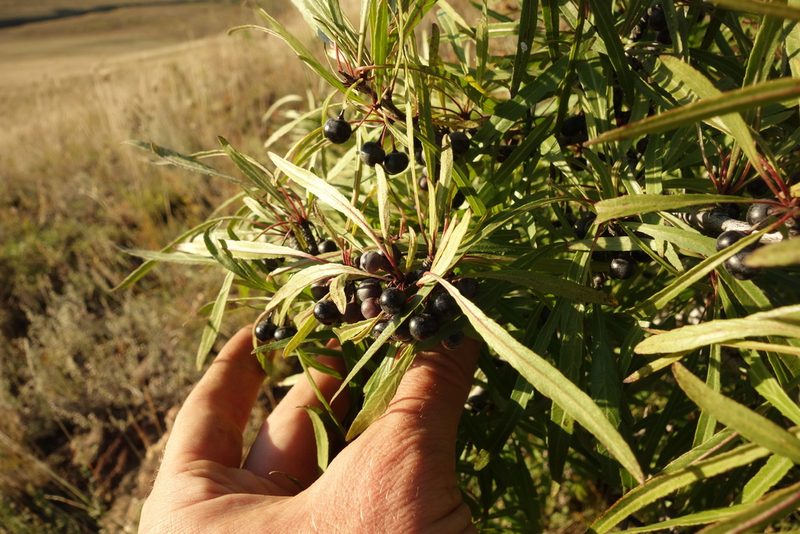 Rhamnus erythroxylum, photographed by Aleksei Baushev