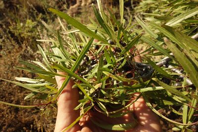 Rhamnus erythroxylum, photographed by Aleksei Baushev