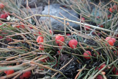 Ephedra monosperma, photographed by Aleksei Baushev