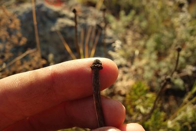 Pulsatilla turczaninovii, photographed by Aleksei Baushev
