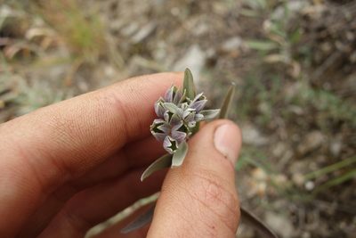 Caryopteris mongholica, photographed by Aleksei Baushev
