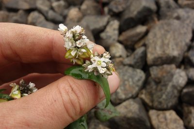 Fagopyrum esculentum, photographed by Aleksei Baushev