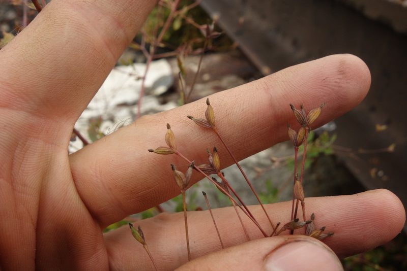 Thalictrum squarrosum, photographed by Aleksei Baushev