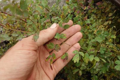 Thalictrum squarrosum, photographed by Aleksei Baushev