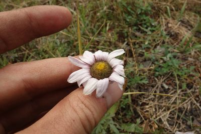 Chrysanthemum zawadzkii, photographed by Aleksei Baushev