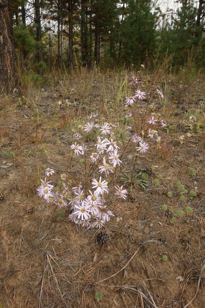Kalimeris tatarica, photographed by Aleksei Baushev