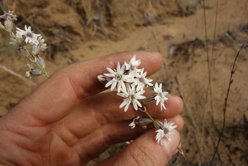 Silene jeniseensis, photographed by Aleksei Baushev