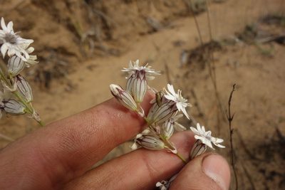 Silene jeniseensis, photographed by Aleksei Baushev