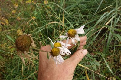 Chrysanthemum zawadzkii, photographed by Aleksei Baushev