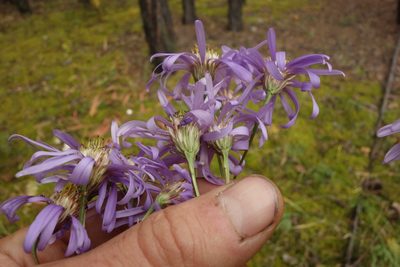 Aster tataricus