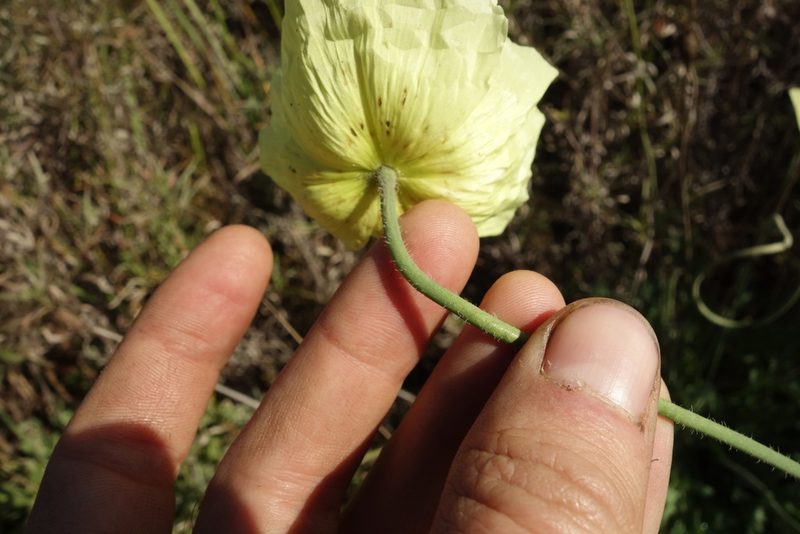 Oreomecon nudicaulis, photographed by Aleksei Baushev