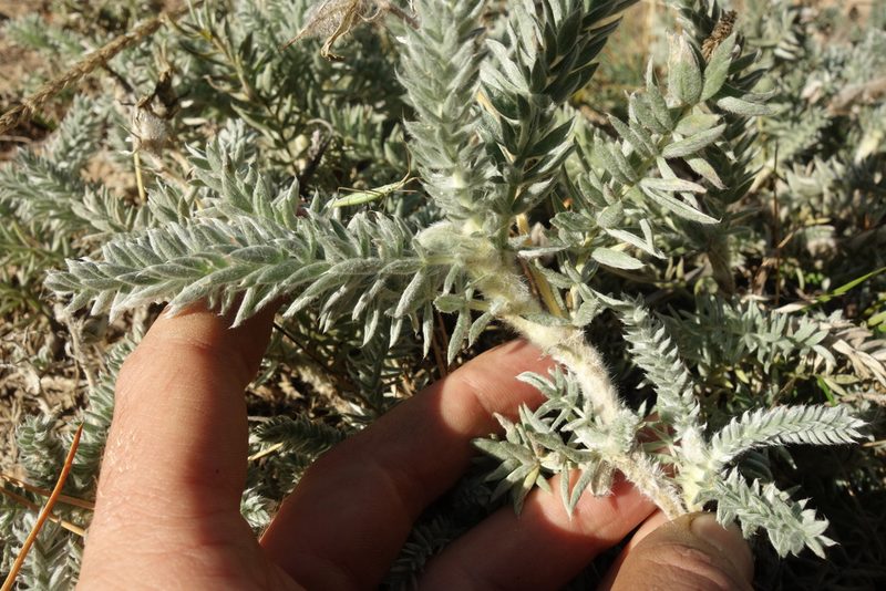 Oxytropis lanata, photographed by Aleksei Baushev