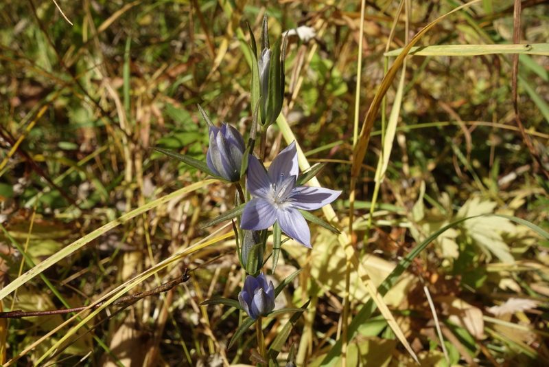 Lomatogonium rotatum, photographed by Aleksei Baushev