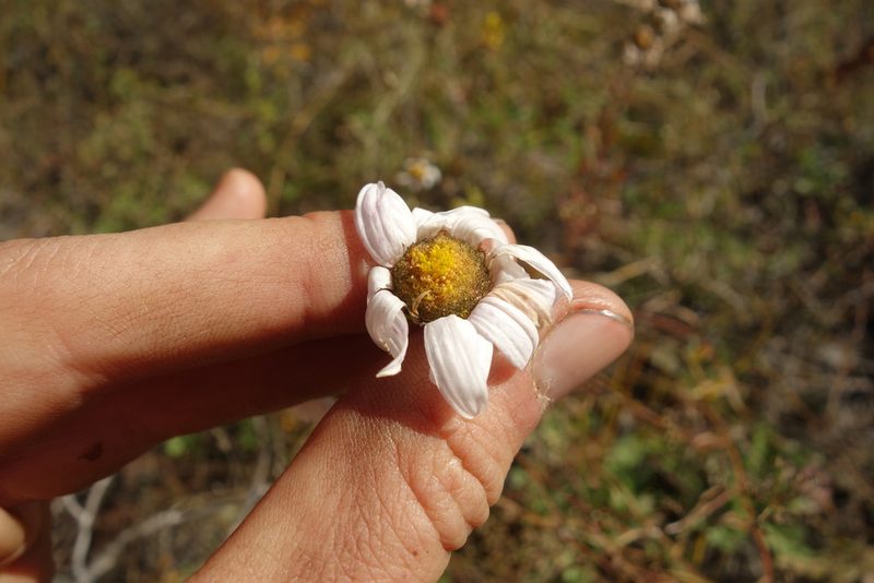 Chrysanthemum zawadzkii, photographed by Aleksei Baushev
