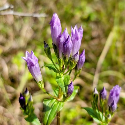 Gentianella quinquefolia, photographed by Elias