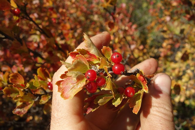 Ribes diacantha, photographed by Aleksei Baushev