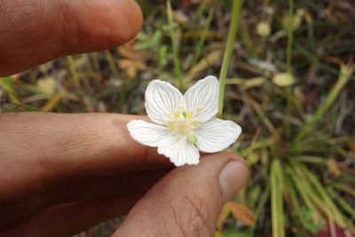 Parnassia palustris, photographed by Aleksei Baushev