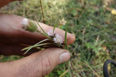 Erigeron acris, photographed by Aleksei Baushev