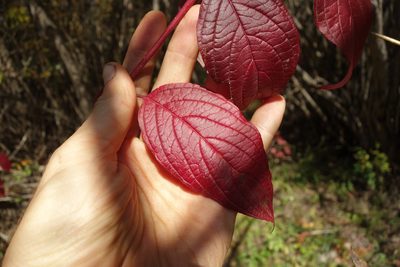Cornus alba, photographed by Aleksei Baushev
