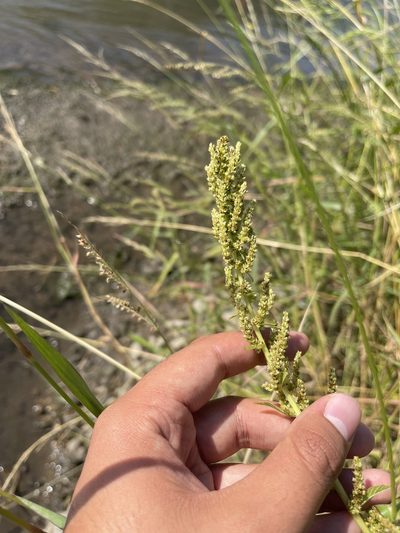 Amaranthus tuberculatus, photographed by Brandon Corder