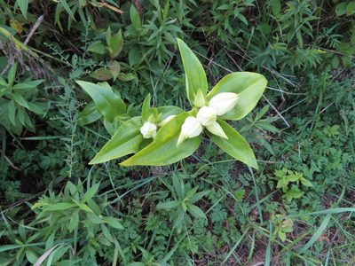 Gentiana alba, photographed by Eric Schmidt