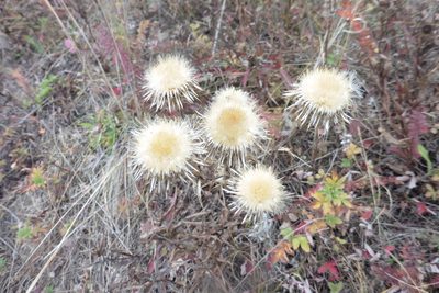 Carlina biebersteinii, photographed by Силаева Татьяна Борисовна