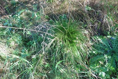 Deschampsia cespitosa, photographed by Силаева Татьяна Борисовна
