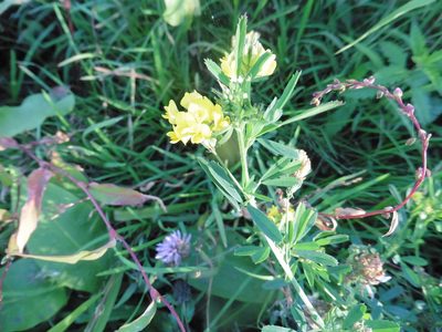 Medicago falcata, photographed by Силаева Татьяна Борисовна