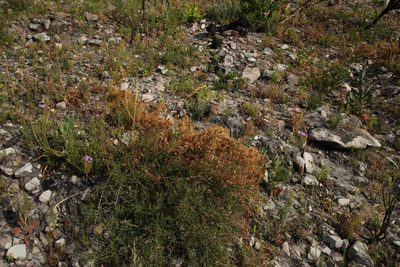 Cuscuta nitida, photographed by Tony Rebelo
