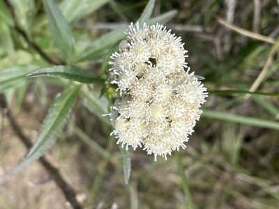 Baccharis glutinosa, photographed by Jim Riley