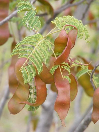 Albizia harveyi, photographed by Andrew Deacon