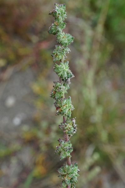 Atriplex intracontinentalis, photographed by Patrick Hacker