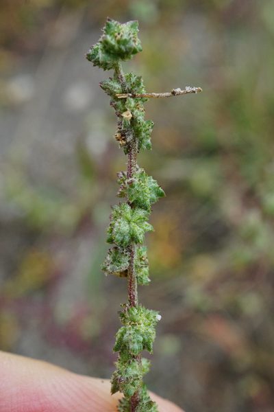 Atriplex intracontinentalis, photographed by Patrick Hacker