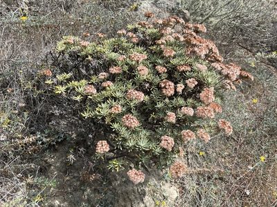 Eriogonum arborescens, photographed by Jim Riley