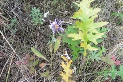 Aster amellus, photographed by Силаева Татьяна Борисовна
