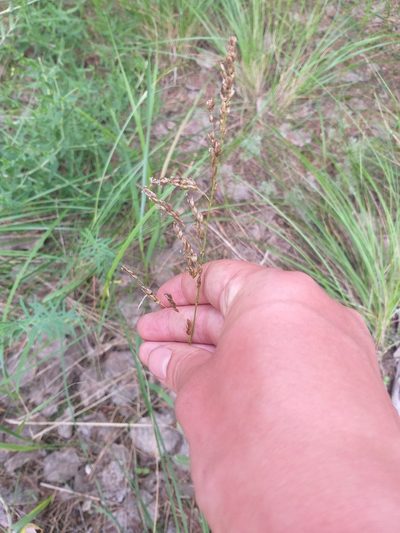 Anthoxanthum repens, photographed by Dmitriy Bochkov