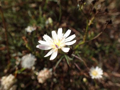 Malacothrix saxatilis, photographed by George Williams