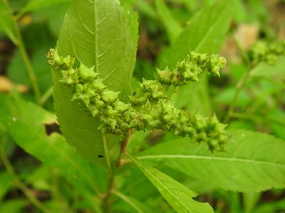 Penthorum sedoides