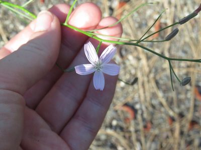 Lygodesmia juncea, photographed by Erin Springinotic
